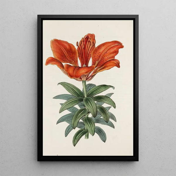 Crimson Blood Lily - Sydenham Edwards — framed artwork on a wall