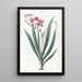 Anomatheca tachetée de sang - Sydenham Edwards — framed artwork on a wall