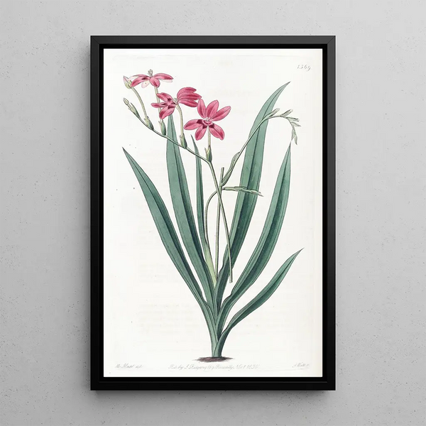 Anomatheca tachetée de sang - Sydenham Edwards — framed artwork on a wall