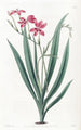 Anomatheca tachetée de sang - Sydenham Edwards — artwork view