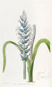 Lachenalia pâle à fleurs bleues - Sydenham Edwards — artwork view