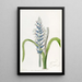 Lachenalia pâle à fleurs bleues - Sydenham Edwards — framed artwork on a wall