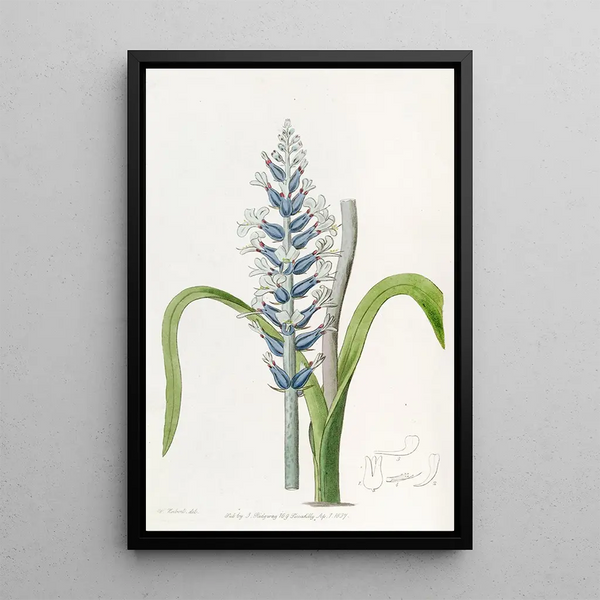 Lachenalia pâle à fleurs bleues - Sydenham Edwards — framed artwork on a wall