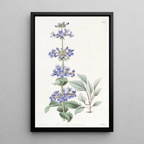 Pentstemon à feuilles bleues - Sydenham Edwards — framed artwork on a wall