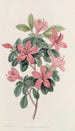 Azalée à feuilles émoussées - Sydenham Edwards — artwork view