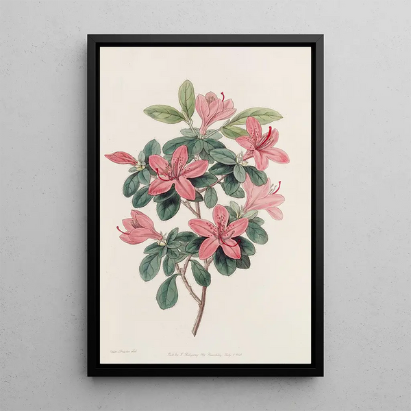 Azalée à feuilles émoussées - Sydenham Edwards — framed artwork on a wall