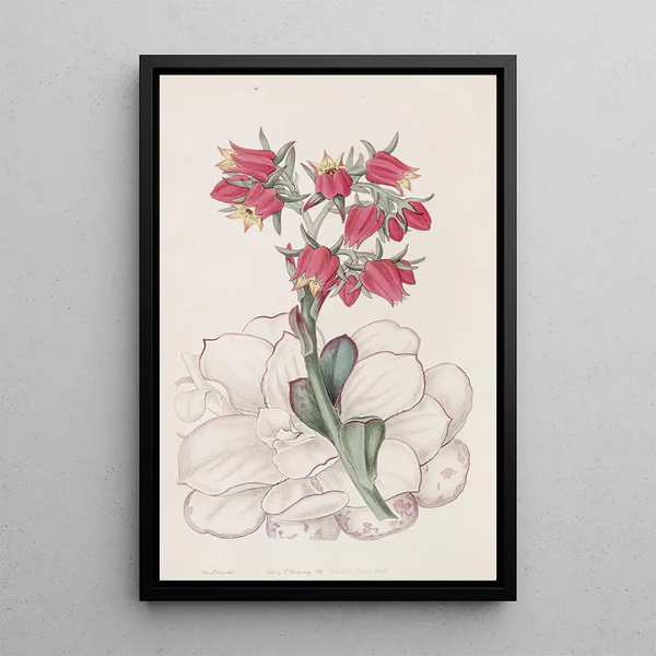 Echeveria with Blunt Leaves - Sydenham Edwards — framed artwork on a wall