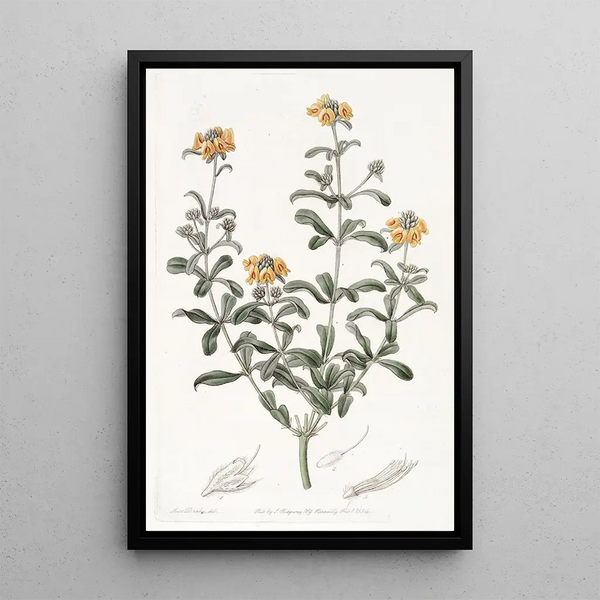 Gastrolobium à feuilles émoussées - Sydenham Edwards — framed artwork on a wall