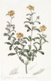 Gastrolobium à feuilles émoussées - Sydenham Edwards — artwork view