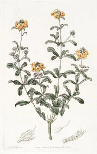 Sydenham Edwards - Bluntleaved Gastrolobium.webp