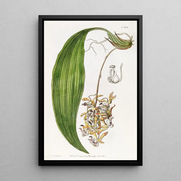 Cirrhaea with blunt petals - Sydenham Edwards — framed artwork on a wall