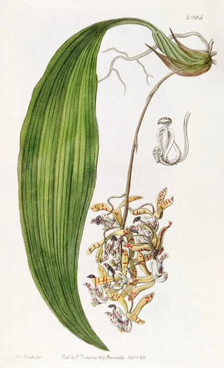 Sydenham Edwards - Bluntpetalled Cirrhaea.webp