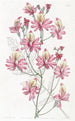 Schizanthus with rounded petals - Sydenham Edwards — artwork view