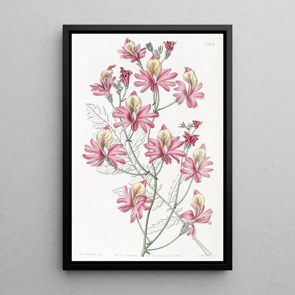 Schizanthus with rounded petals - Sydenham Edwards — framed artwork on a wall