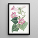 Lophospermum rougissant - Sydenham Edwards — framed artwork on a wall