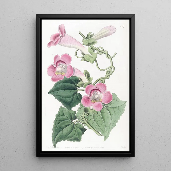 Lophospermum rougissant - Sydenham Edwards — framed artwork on a wall