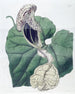 Aristoloche à fleurs de bateau - Sydenham Edwards — artwork view