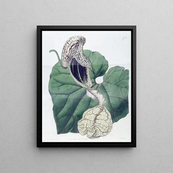 Aristoloche à fleurs de bateau - Sydenham Edwards — framed artwork on a wall