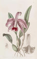 Cattleya dwarf with border - Sydenham Edwards — artwork view