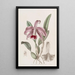 Cattleya dwarf with border - Sydenham Edwards — framed artwork on a wall