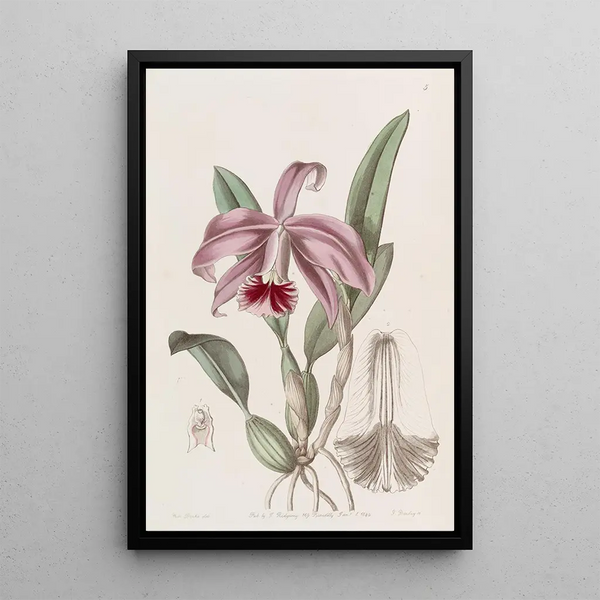 Cattleya dwarf with border - Sydenham Edwards — framed artwork on a wall