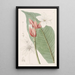Red Brazilian Painting - Sydenham Edwards — framed artwork on a wall