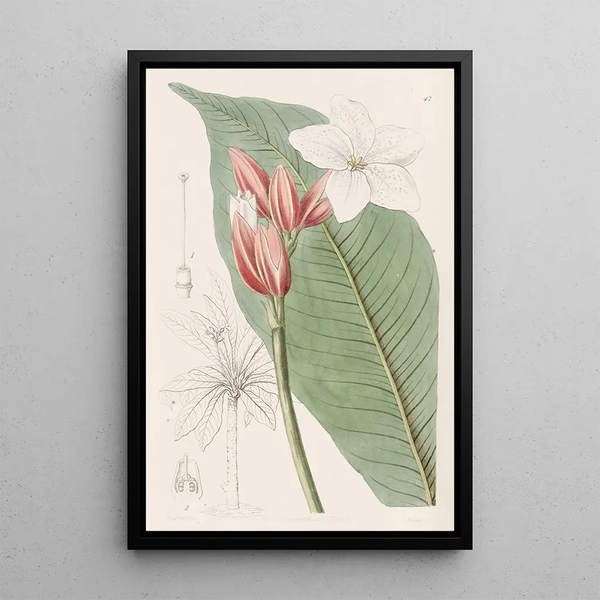 Red Brazilian Painting - Sydenham Edwards — framed artwork on a wall