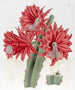 Red brick hybrid cactus - Sydenham Edwards — artwork view