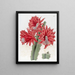 Red brick hybrid cactus - Sydenham Edwards — framed artwork on a wall