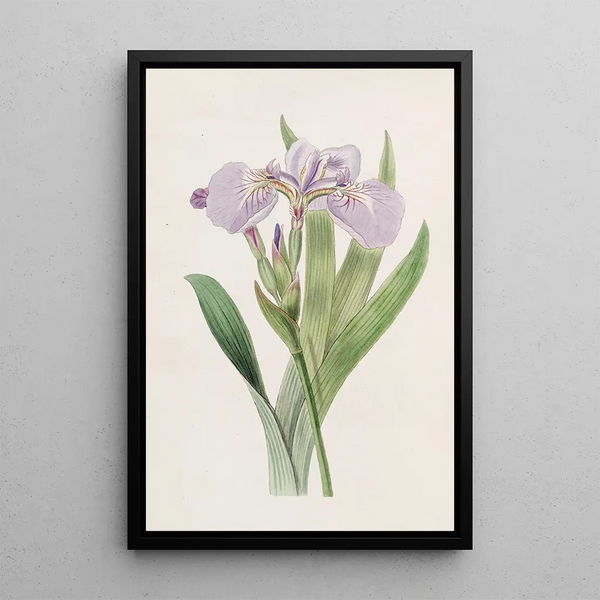 Iris painting with spiked tip - Sydenham Edwards — framed artwork on a wall