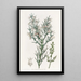 Colletia hérissée - Sydenham Edwards — framed artwork on a wall