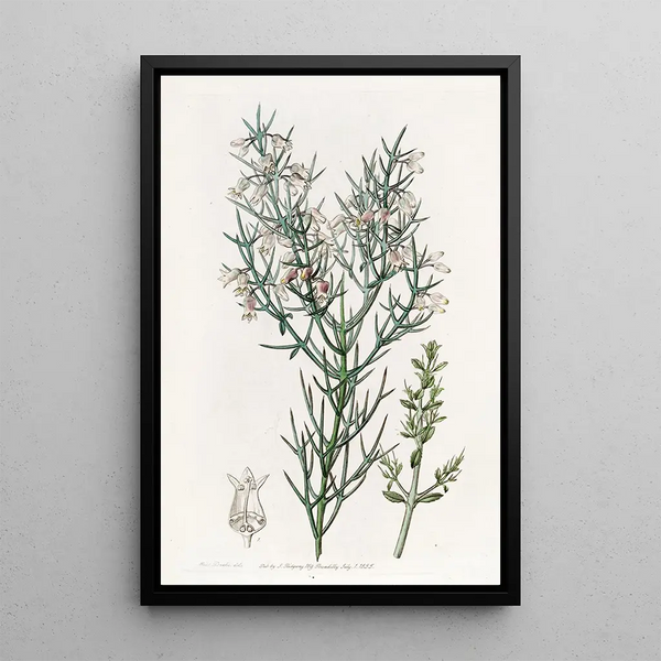 Colletia hérissée - Sydenham Edwards — framed artwork on a wall
