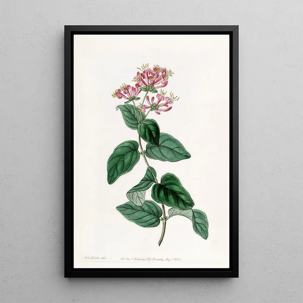 Honeysuckle Hedge - Sydenham Edwards — framed artwork on a wall