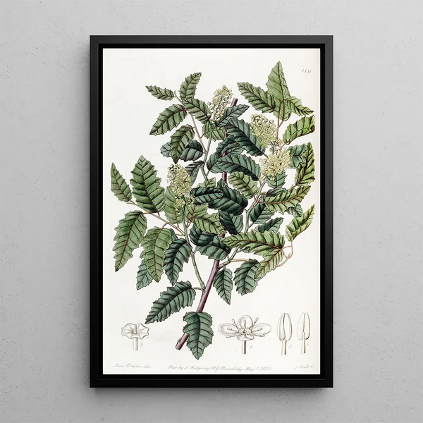 Duvaua with broad leaves - Sydenham Edwards — framed artwork on a wall