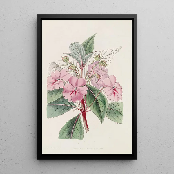 Balsamine à larges pétales - Sydenham Edwards — framed artwork on a wall