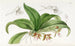 Trichocentrum with brown flowers - Sydenham Edwards — artwork view