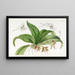 Trichocentrum with brown flowers - Sydenham Edwards — framed artwork on a wall