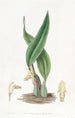 Maxillaria brunâtre - Sydenham Edwards — artwork view
