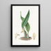 Maxillaria brunâtre - Sydenham Edwards — framed artwork on a wall
