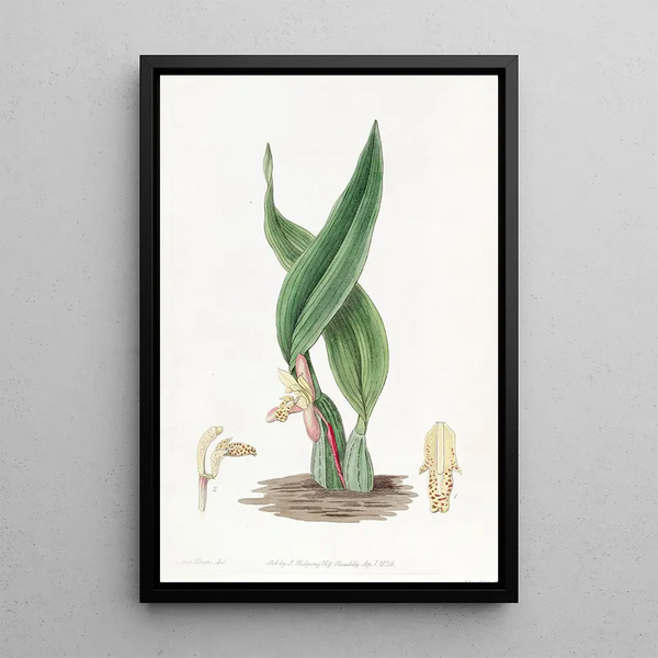 Maxillaria brunâtre - Sydenham Edwards — framed artwork on a wall