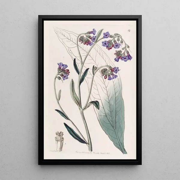 Cynoglosse à fleurs de buglosse - Sydenham Edwards — framed artwork on a wall