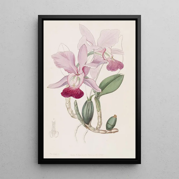Cattleya bulbeux - Sydenham Edwards — framed artwork on a wall