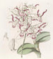 Dendrobium with bull's head - Sydenham Edwards — artwork view