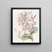 Dendrobium with bull's head - Sydenham Edwards — framed artwork on a wall
