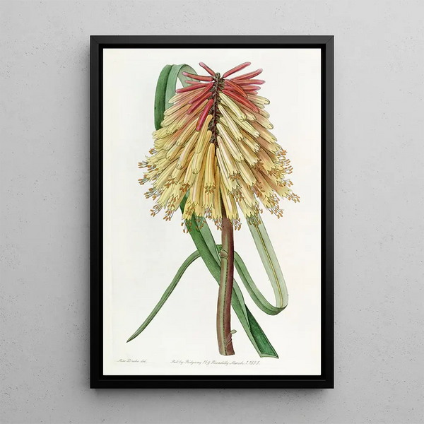 Tritoma de Burchell - Sydenham Edwards — framed artwork on a wall