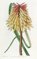Tritoma de Burchell - Sydenham Edwards — artwork view