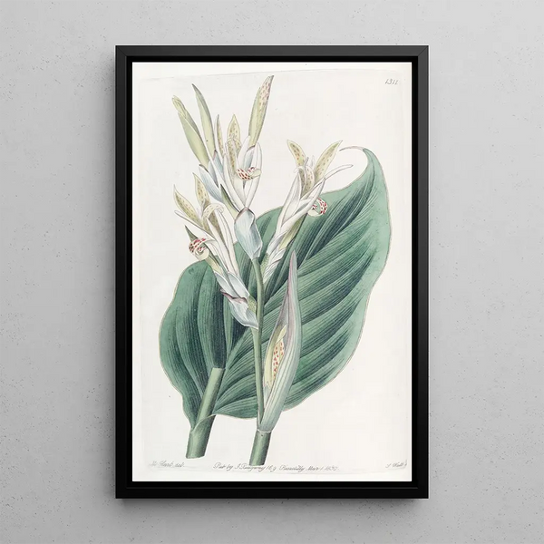 Canna de Laguna - Sydenham Edwards — framed artwork on a wall