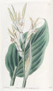 Canna de Laguna - Sydenham Edwards — artwork view