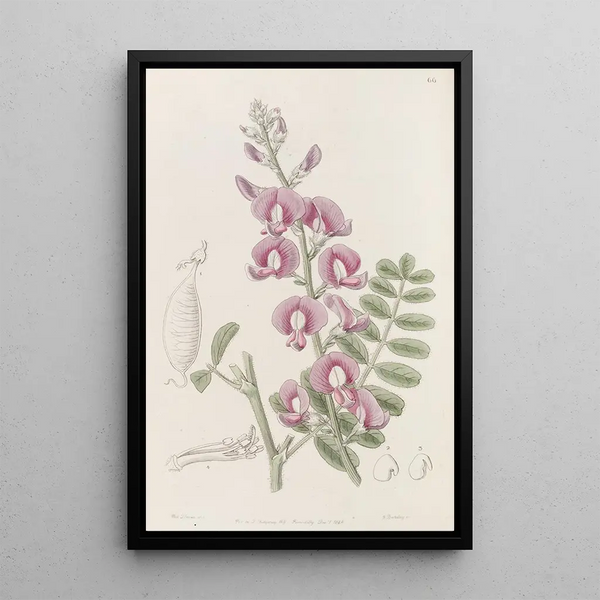 Swainsona of Captain Grey - Sydenham Edwards — framed artwork on a wall