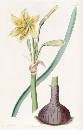 Sydenham Edwards - Captain Bagnolds Habranthus.webp